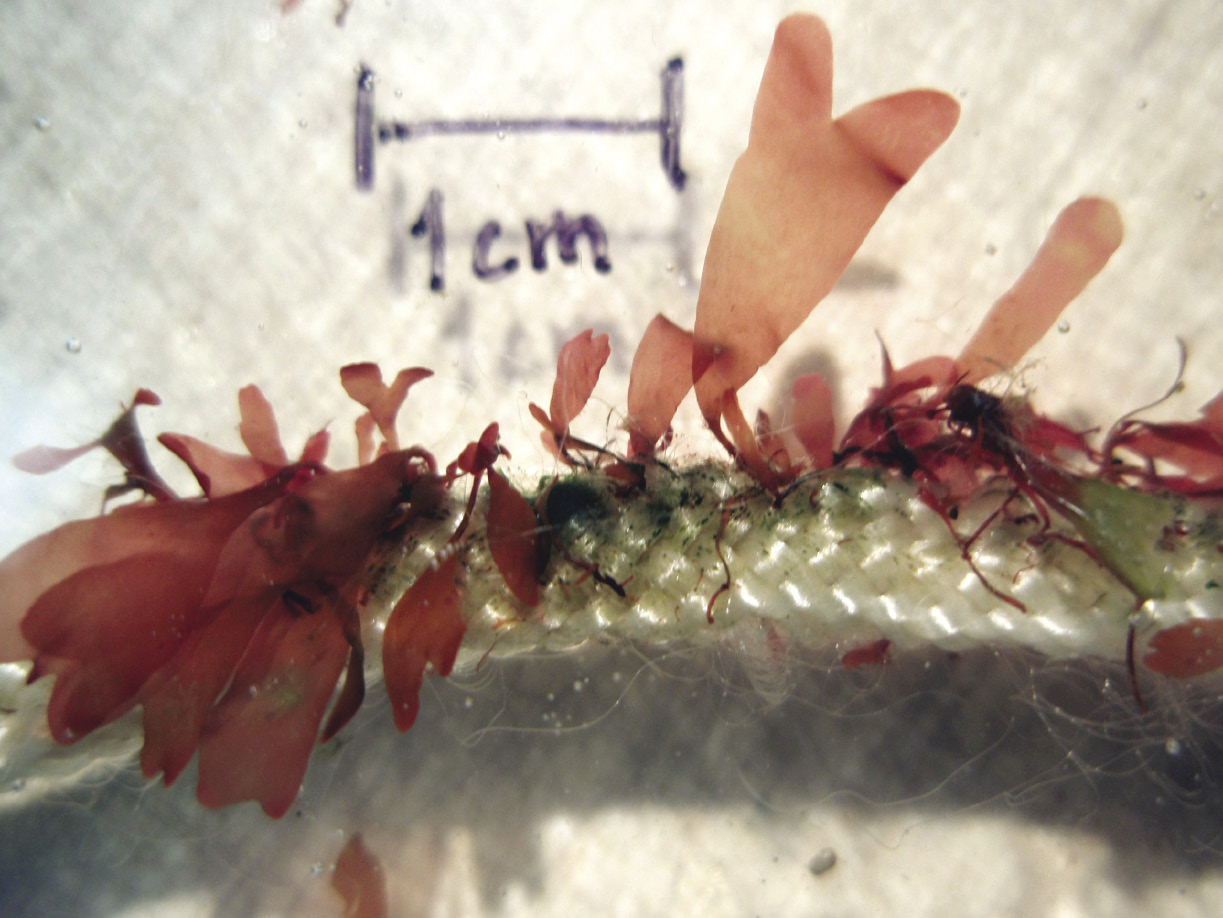 Ficelles de culture de jeunes lames de l'algue rouge Palmaria palmata